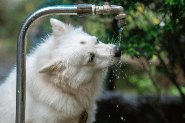水道水を飲む犬