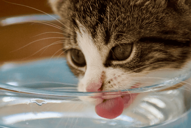 水を飲む猫