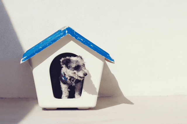 犬小屋に入っている犬