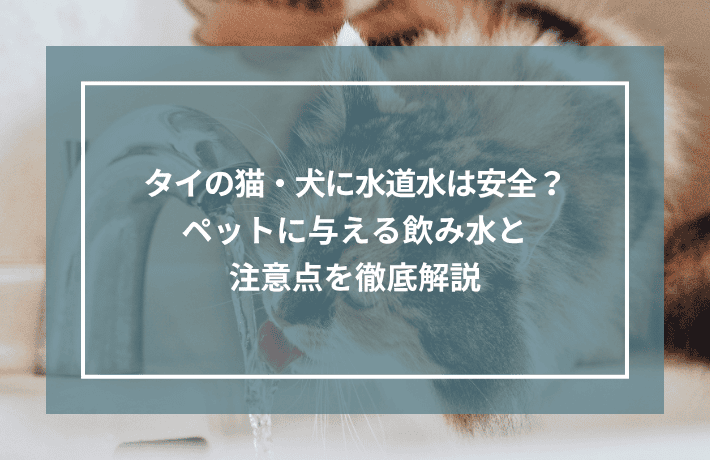 タイの猫・犬に水道水は安全？ペットに与える飲み水と注意点を徹底解説